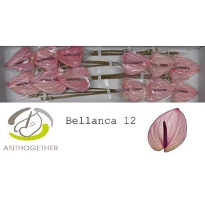 Anth A Bellanca 13 cm X12 Oosterzon
