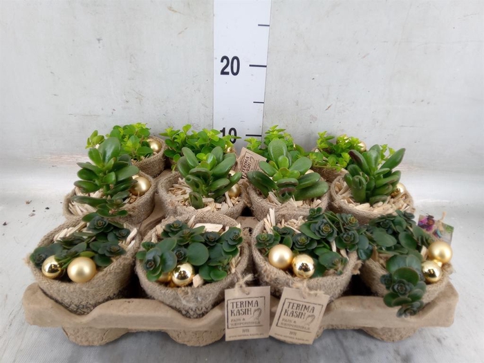 <h4>Arr.   Kamerplant Groen L%</h4>