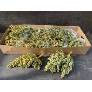 Dadels Phx Per Kilo