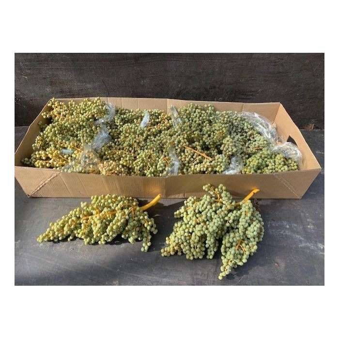 <h4>Dadels Phx Per Kilo</h4>