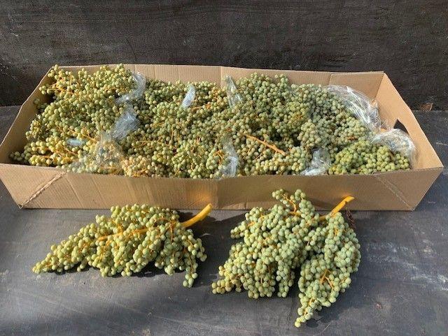 <h4>DADELS PHX PER KILO</h4>