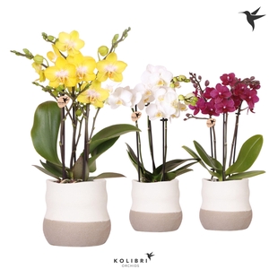 Kolibri Orchids Phalaenopsis mix 3 spike in Imperfect Bag pot