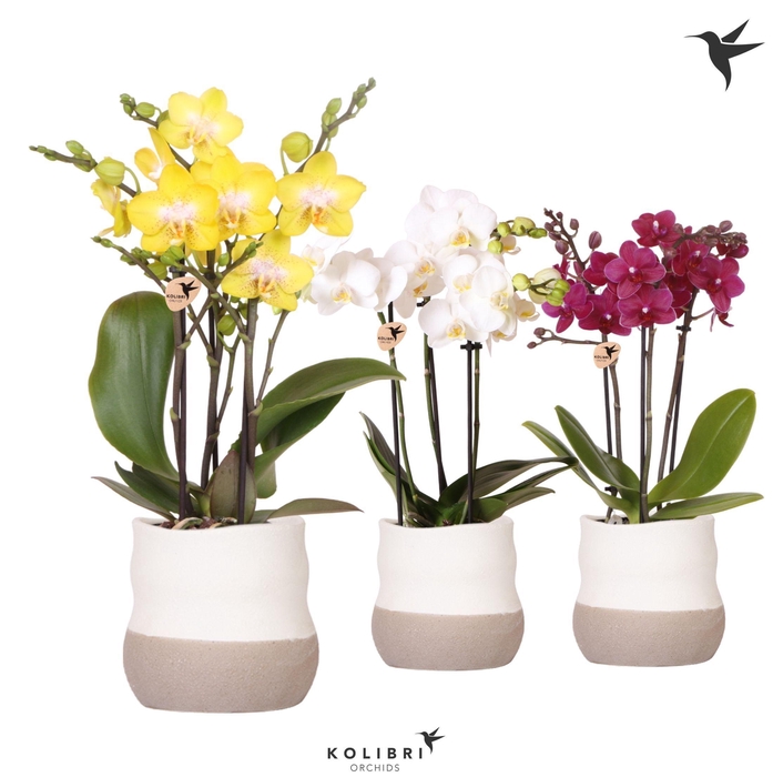 <h4>Kolibri Orchids Phalaenopsis mix 3 spike in Imperfect Bag pot</h4>
