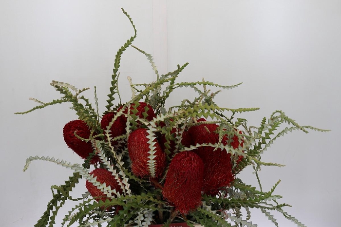 <h4>Banksia Speciosa Red</h4>