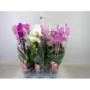 Phalaenopsis  'Elegant Cascade'