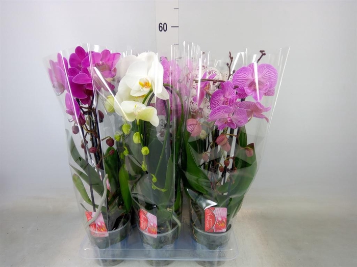 <h4>Phalaenopsis  'Elegant Cascade'</h4>