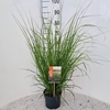 Pennisetum alopecuroides