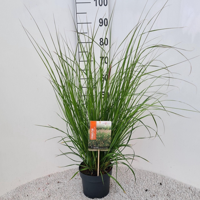 Pennisetum alopecuroides