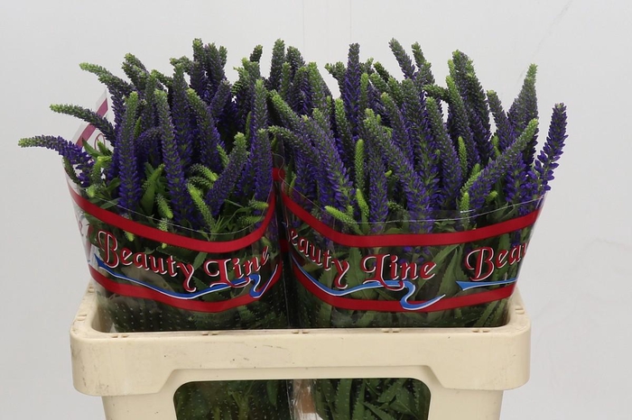 Veronica Skyler Blue