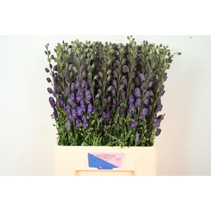 ACONI NA PYRAMIDALE