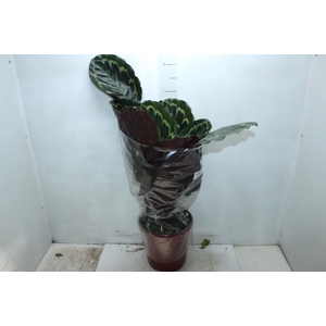 CALATHEA MEDALLION P23