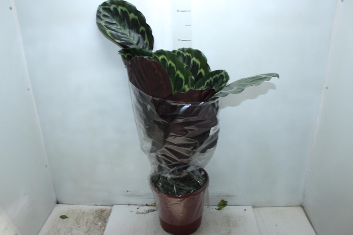 <h4>CALATHEA MEDALLION P23</h4>