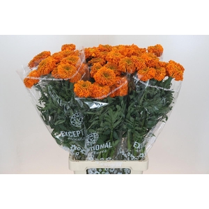 TAG E PROMISE ORANGE