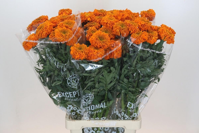 <h4>TAG E PROMISE ORANGE</h4>