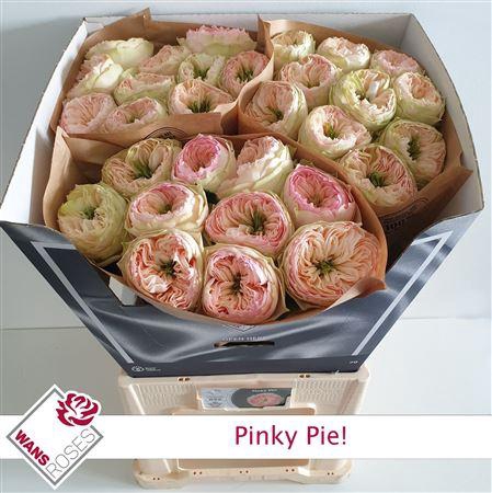 <h4>R Gr Pinky Pie!</h4>