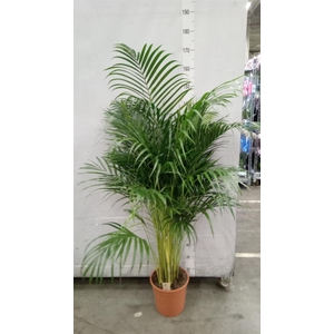 Dypsis lutescens   ...Chrysalidoca