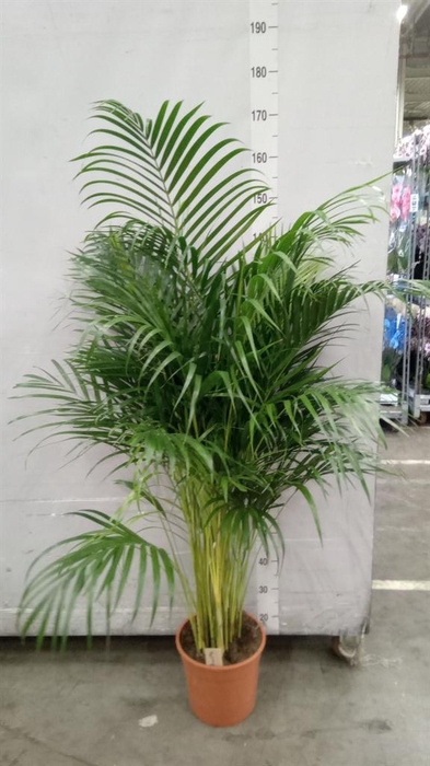 <h4>Dypsis lutescens   ...Chrysalidoca</h4>