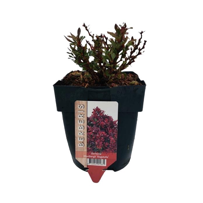 <h4>Berberis thunbergii 'Bagatelle' P17</h4>