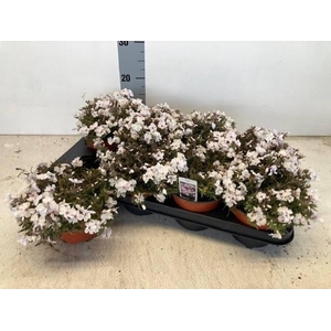 PHLOX S AMAZING GRACE