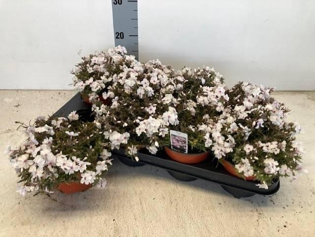 <h4>PHLOX S AMAZING GRACE</h4>