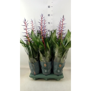 Aechmea  'Blue Rain'