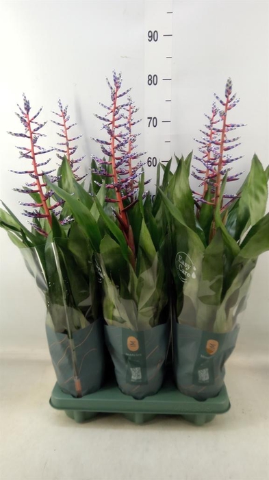 <h4>Aechmea 'Blue Rain'</h4>