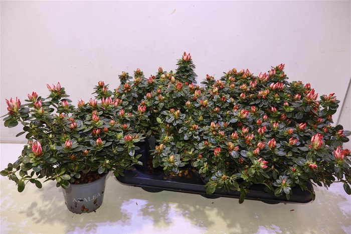 <h4>Rhodo Si Fluostern</h4>