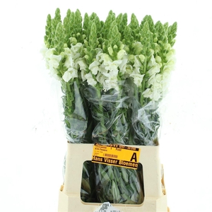 ANTIR POTO EARL WHIT