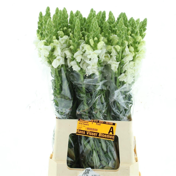 <h4>ANTIR POTO EARL WHIT</h4>