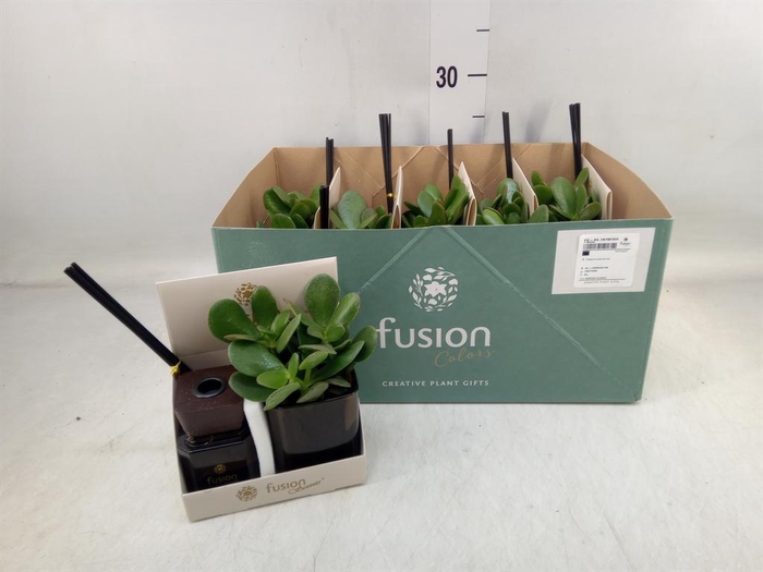 <h4>Arr. Succulents H%</h4>