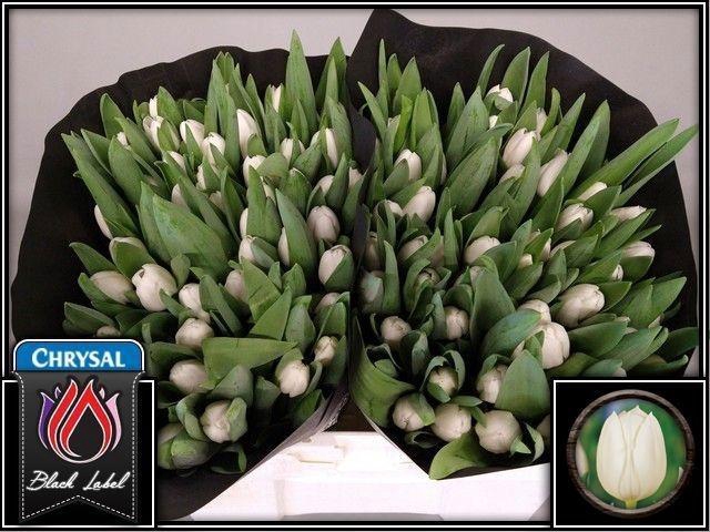 <h4>TU EN ROYAL VIRGIN</h4>