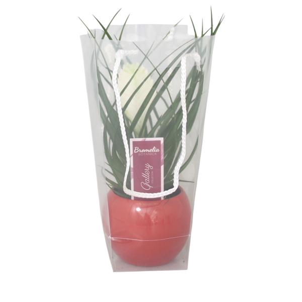<h4>Tillandsia cyanea 'Biancini' in rode bolpot in blanco draagtas</h4>