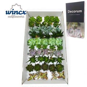 Succulents Mix Cutfl (10spc.) Wincx-5cm