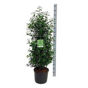 Prunus lus. 'Angustifolia'