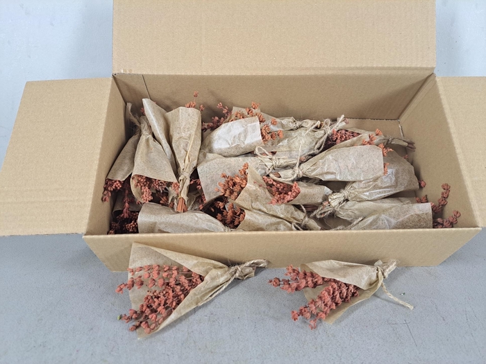 <h4>PF Lavendel Orange</h4>