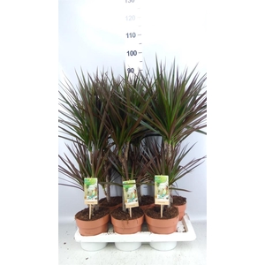 Dracaena marg. 'Magenta'
