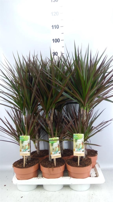 <h4>Dracaena marg. 'Magenta'</h4>