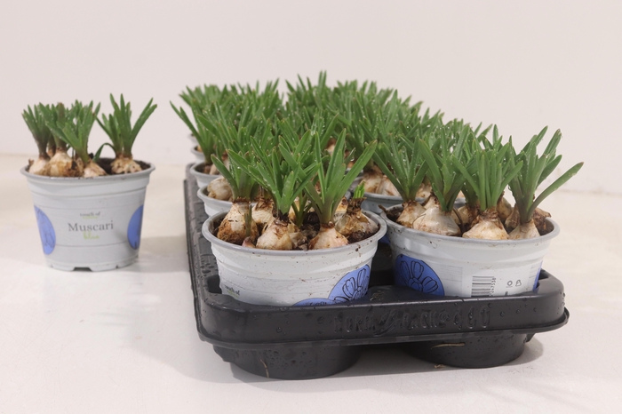 <h4>MUSCAR ARMENIACUM</h4>