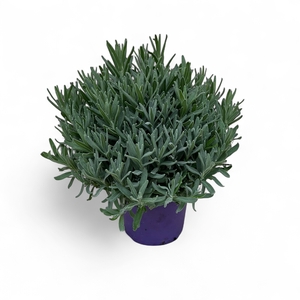 Lavandula angustifolia Cleo-Patio