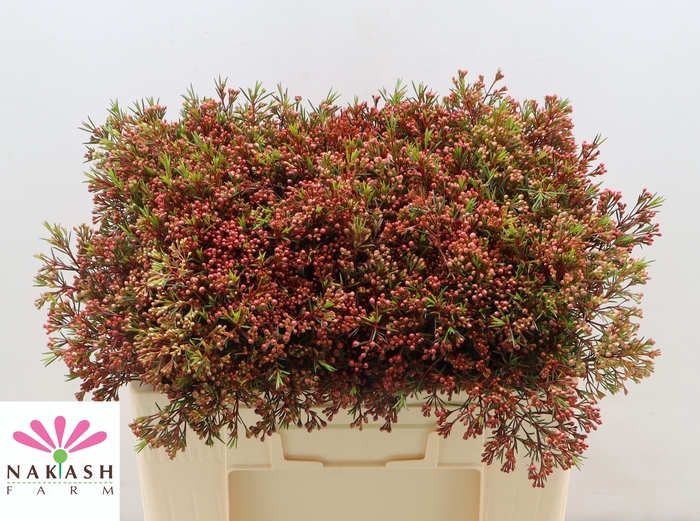 <h4>Cham Un Vega Blad</h4>