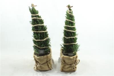 <h4>25217 XL JUTE MIX PICEA</h4>
