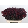 Leucadendron Saf Sunset Dark R.