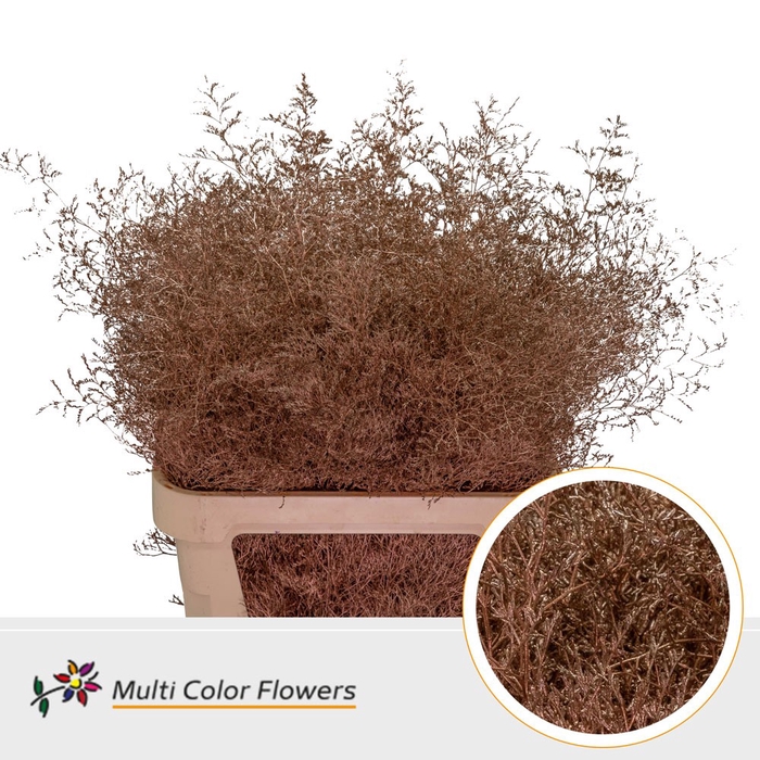 <h4>Limonium Beltlaard Koper</h4>