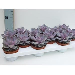 Echeveria Perle Von Nurn