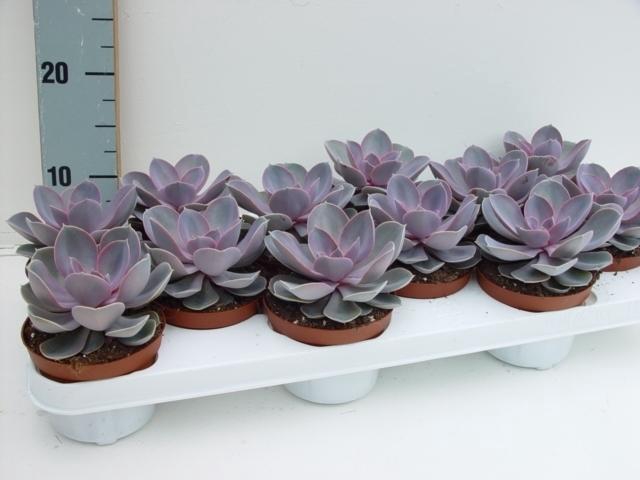 <h4>Echeveria Perle Von Nurn</h4>