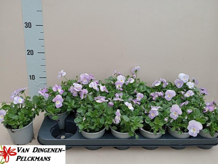 <h4>VIO CO TW LAVEND SH</h4>