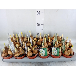 Narcissus taz. 'Geranium'