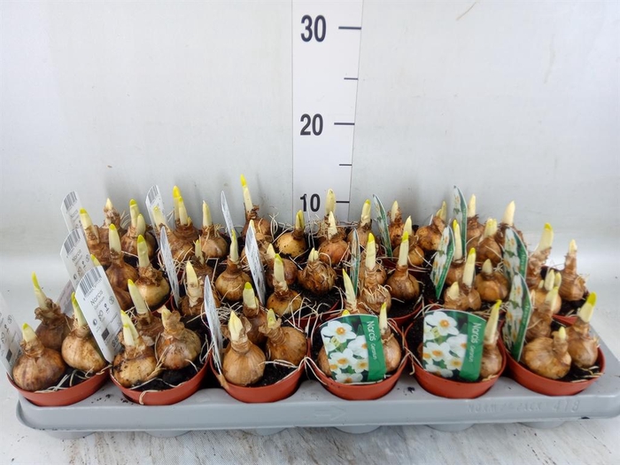 <h4>Narcissus taz. 'Geranium'</h4>