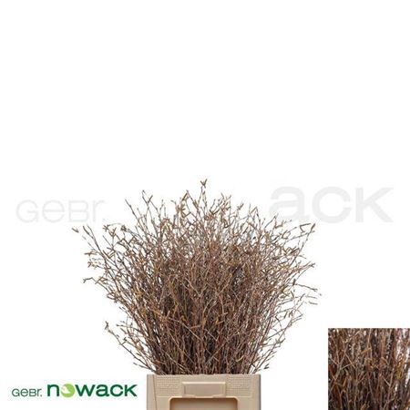 <h4>Betula</h4>