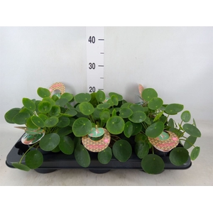 Pilea peperomoides